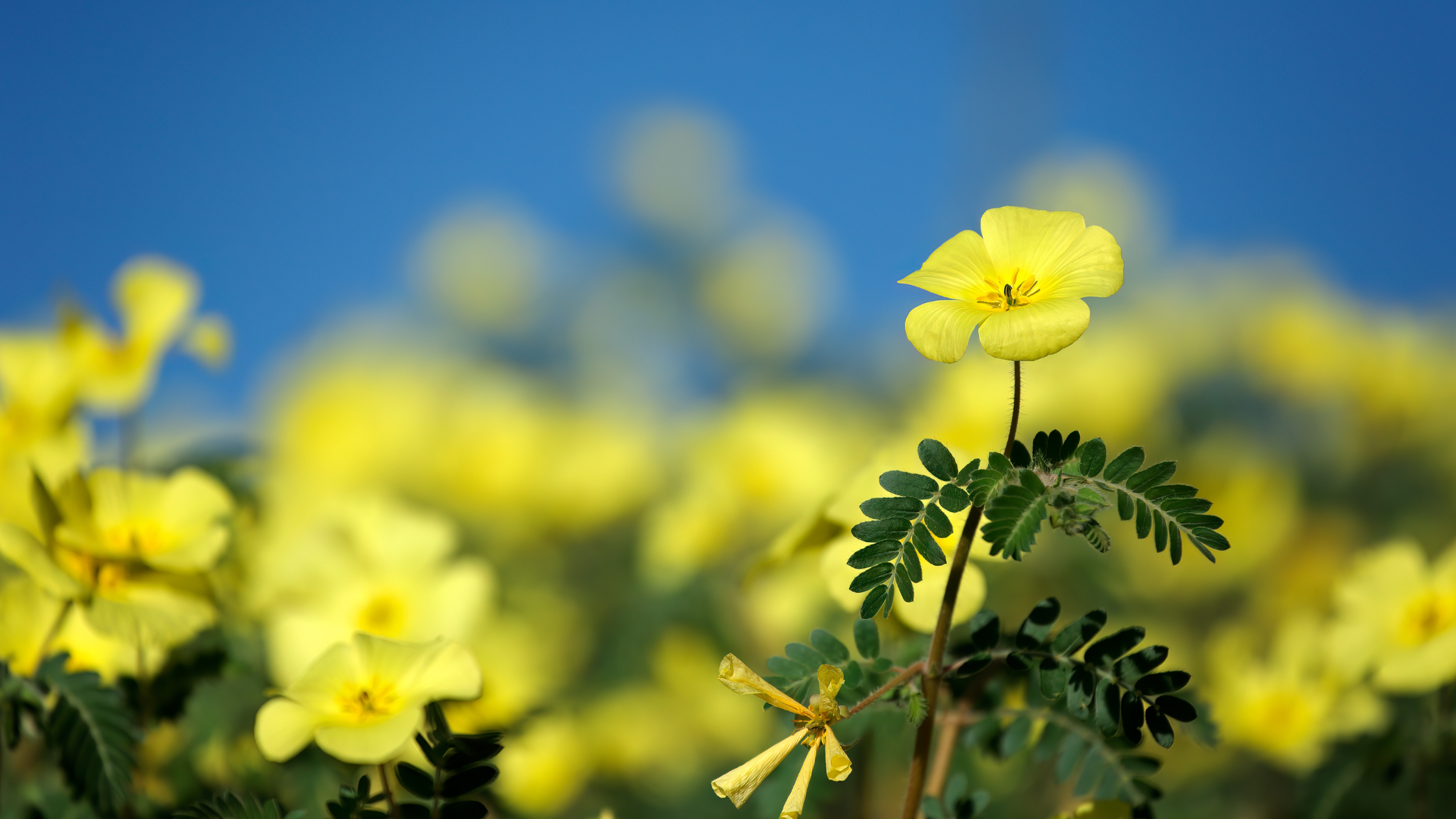 Let’s Get to Know Tribulus: The Power Plant for Enhancing Vitality